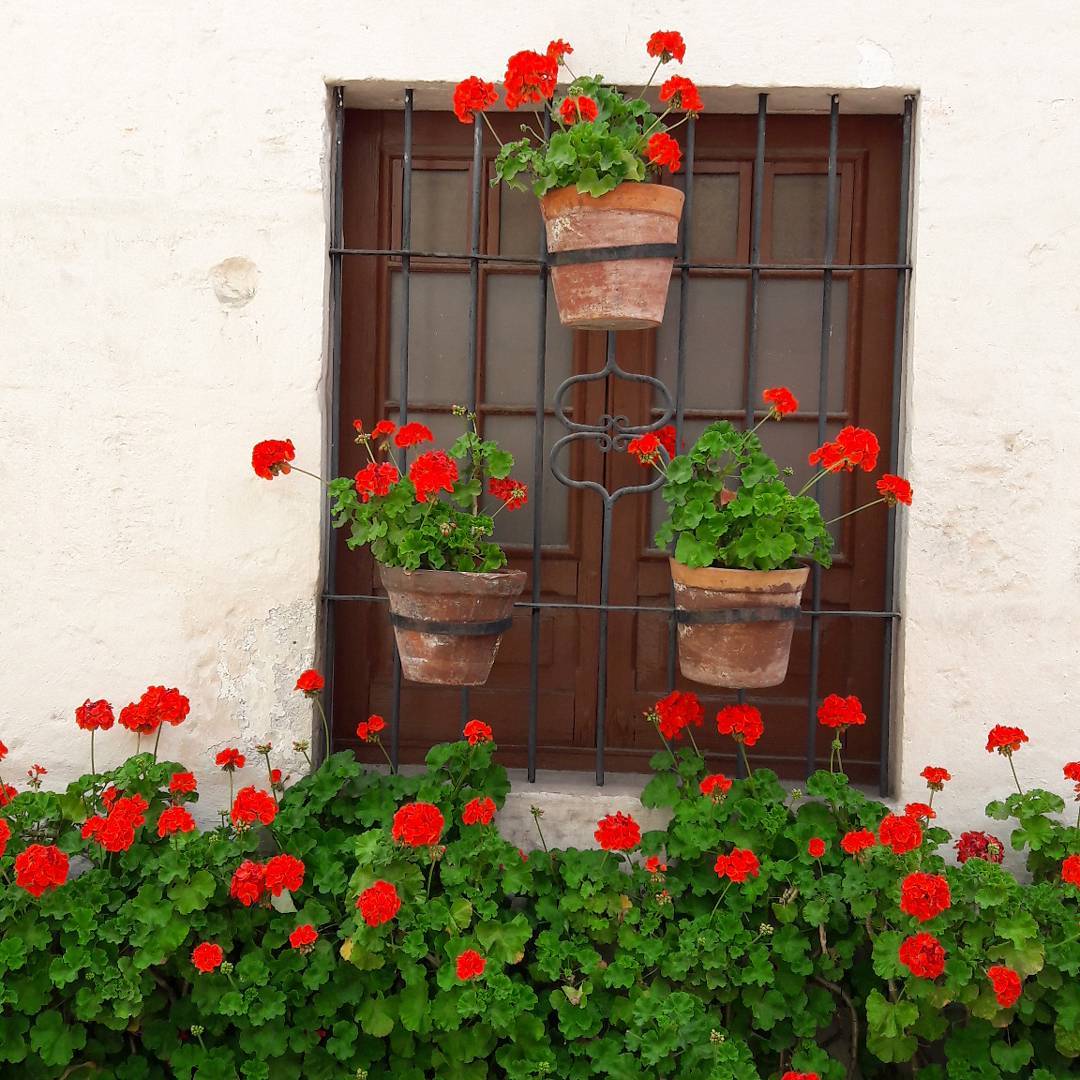 Flores para jardim 100 espécies mais comuns para embelezar sua casa