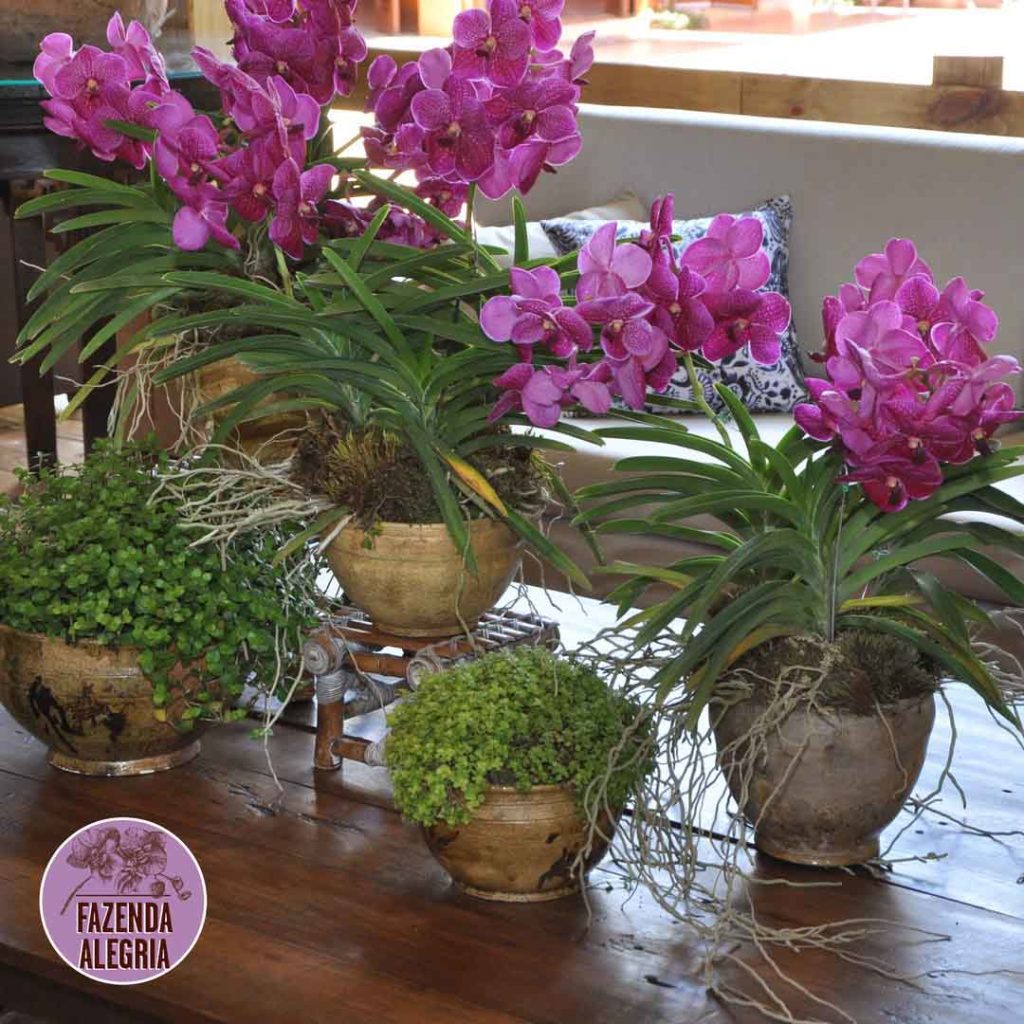 Orquídea Vanda como cuidar plantar e fazer mudas fotos