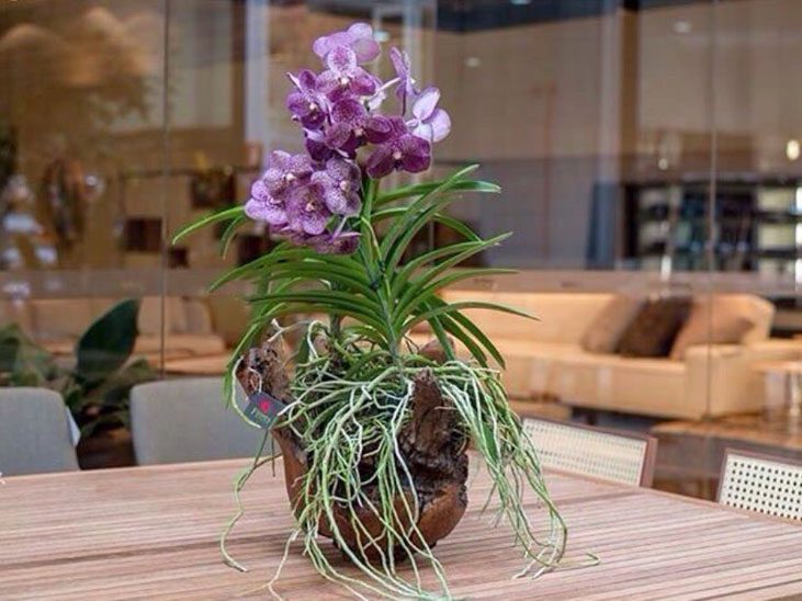 Orquídea Vanda como cuidar plantar e fazer mudas fotos