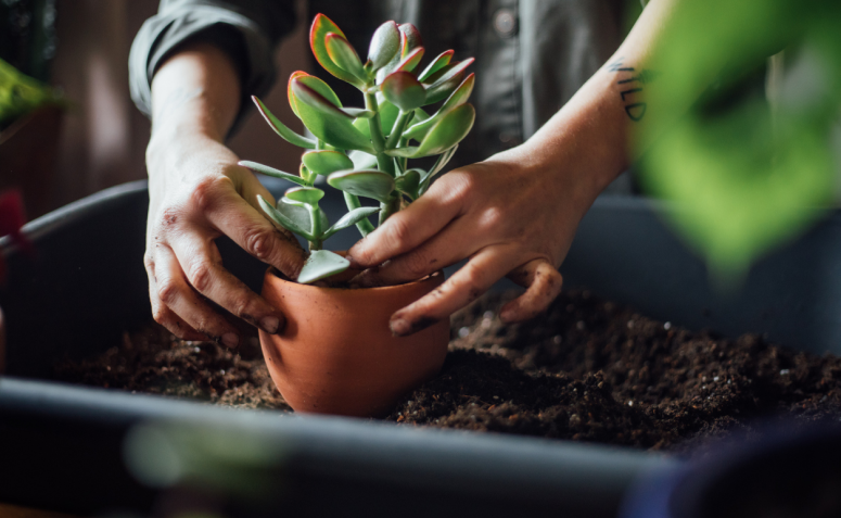 Como cuidar de suculentas dicas e espécies para seu jardim