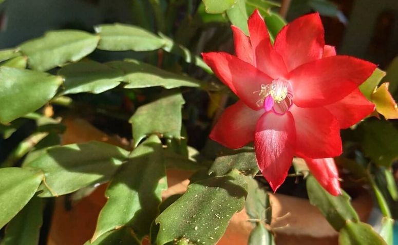 Flor De Maio Como Cultivar E Embelezar Sua Casa Com A Planta