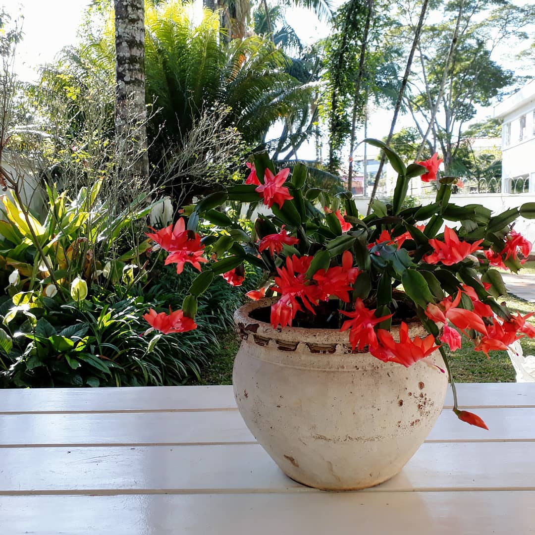 Flor De Maio Dicas Para Plantar E Cultivar Em Casa