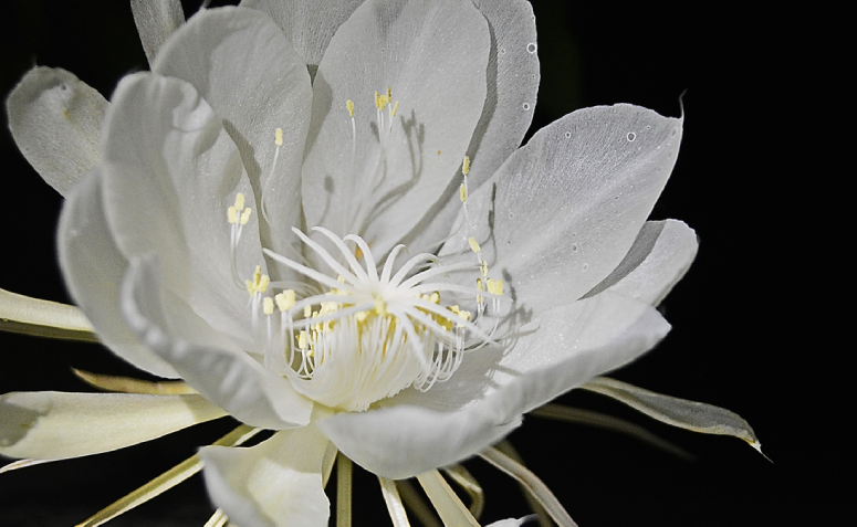 Flor dama da noite: 3 dicas para cuidar da Epiphyllum oxypetalum.
