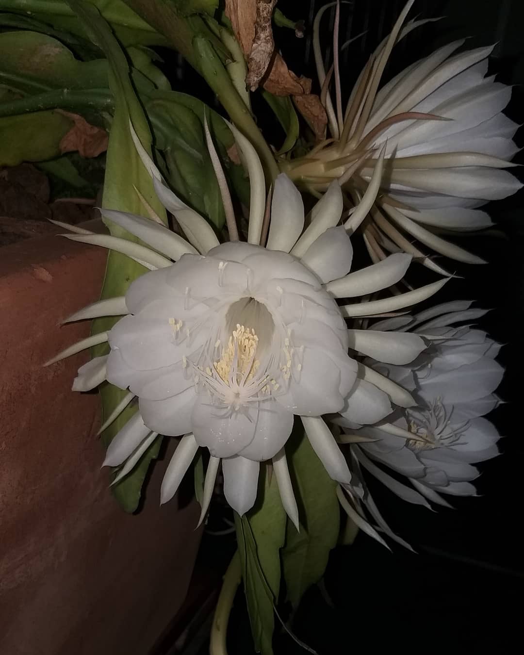 Floração da dama-da-noite é flagrada com recurso fotográfico que