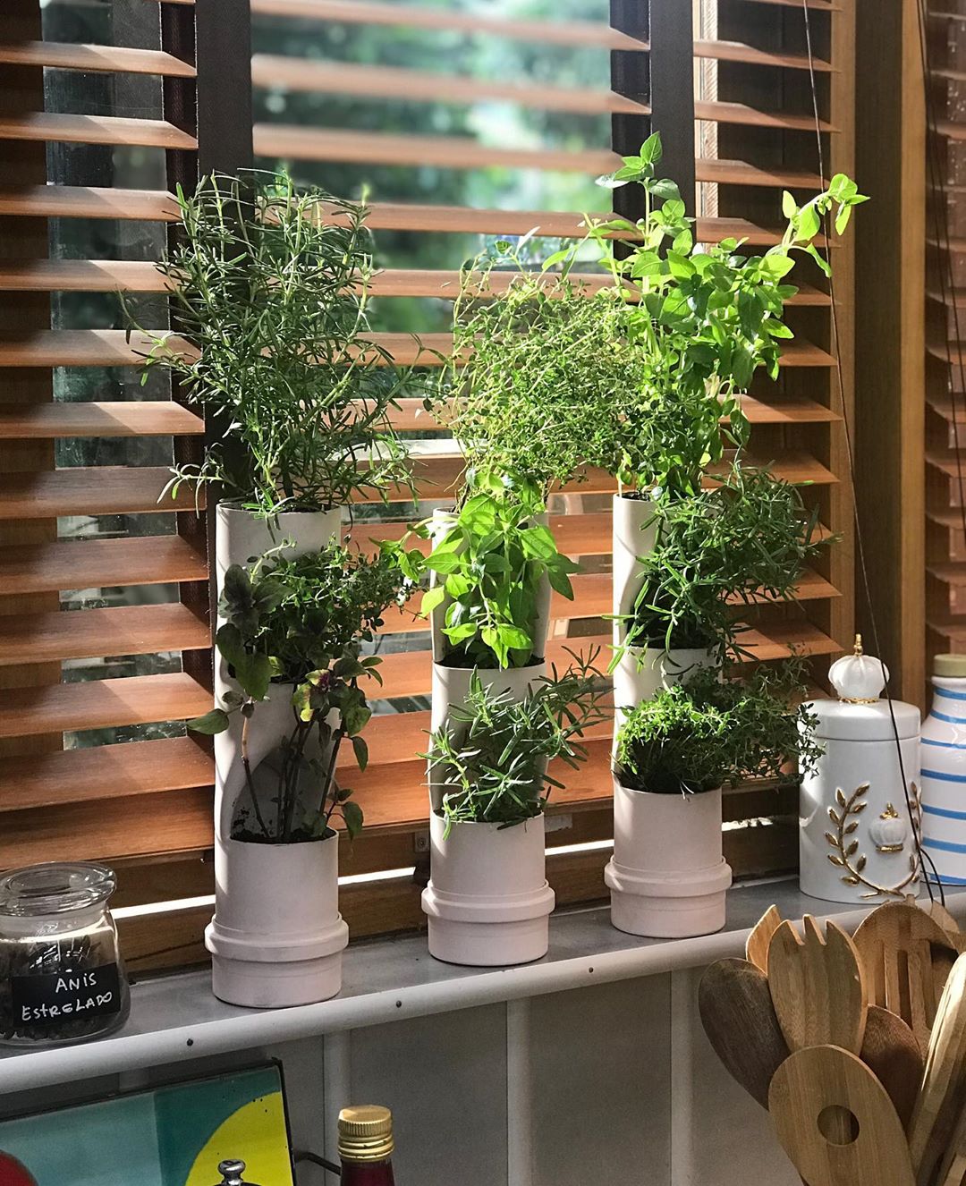 Plantas Para Apartamento: 25 Opções + Dicas E Inspirações