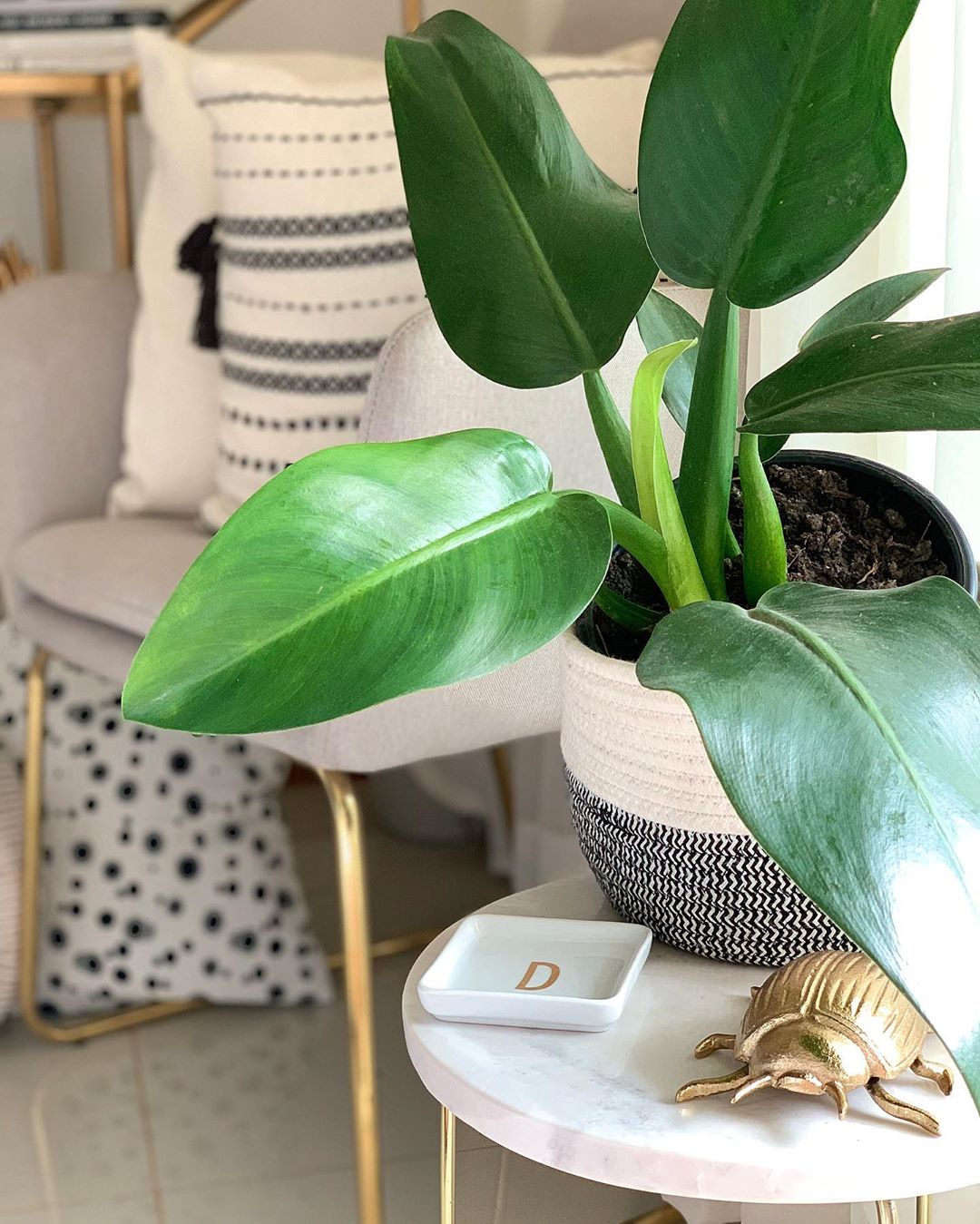 Plantas Para Apartamento: 25 Opções + Dicas E Inspirações