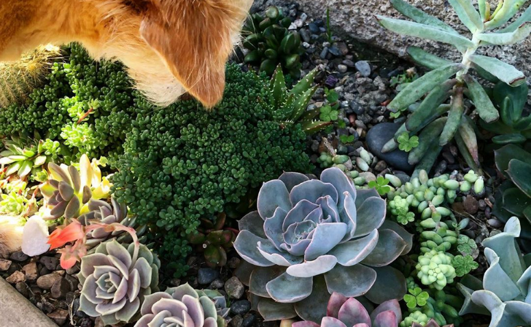 Jardim de suculentas tutoriais e ambientes incríveis para te inspirar Tua Casa