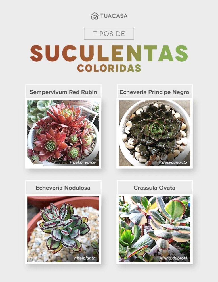 Suculentas Coloridas Dicas Cuidados E Inspira Es