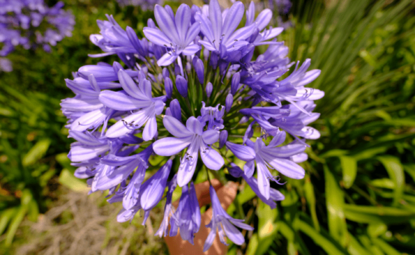 Flores roxas tipos e lindas ideias para usar na decoração