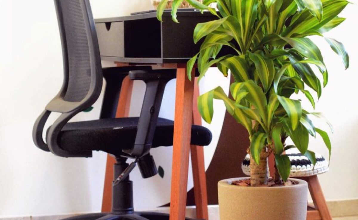 Plantas para escritório: 18 espécies para decorar o ambiente de trabalho