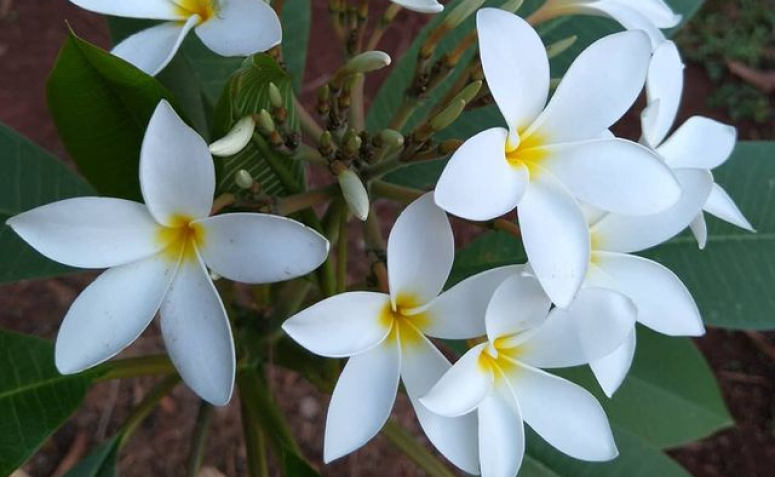 Flores Brancas 20 Espécies Que Transmitem Paz E Pureza 7530