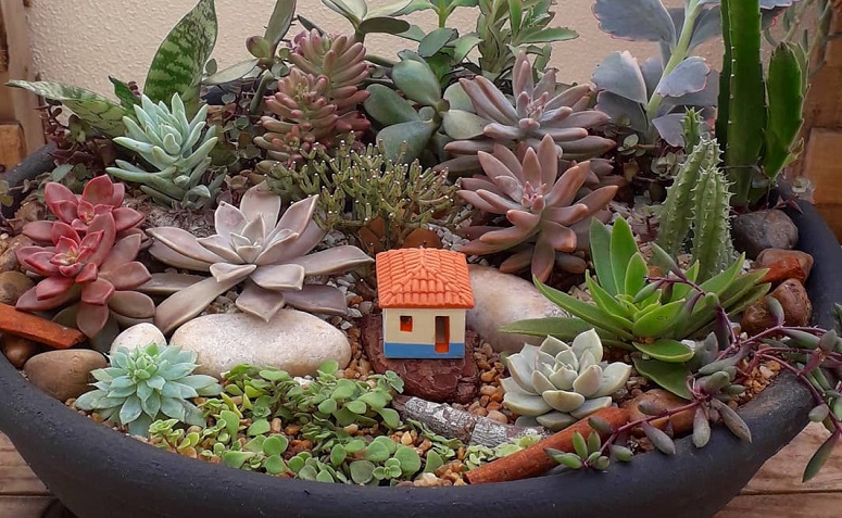 7 dicas para montar um mini jardim de suculentas em casa