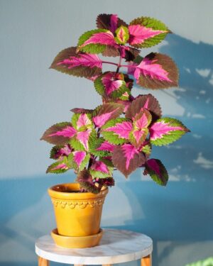 Coleus Como Plantar E Cultivar Essa Linda Folhagem Em Sua Casa