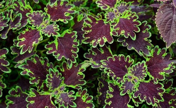 Coleus Como Plantar E Cultivar Essa Linda Folhagem Em Sua Casa