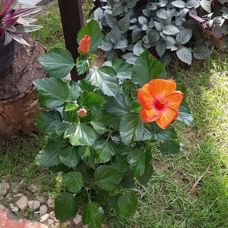 Flor De Hibisco O Que Significado Cuidados E Belas Fotos