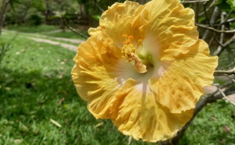Flor de hibisco o que é significado cuidados e belas fotos