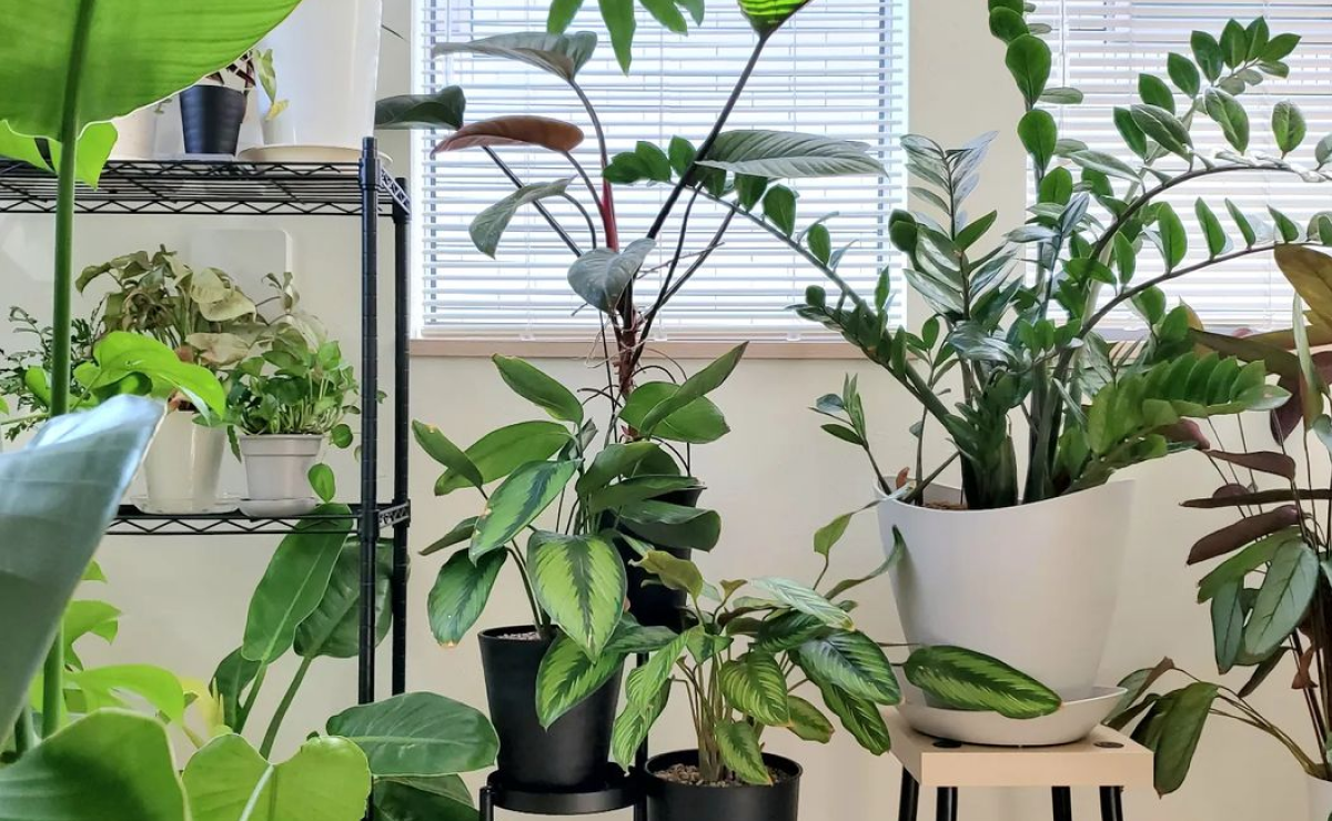 10 plantas que atraem dinheiro e prosperidade para o lar